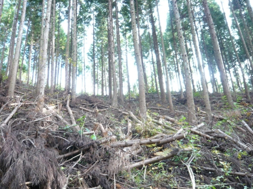 株式会社森のエネルギー研究所